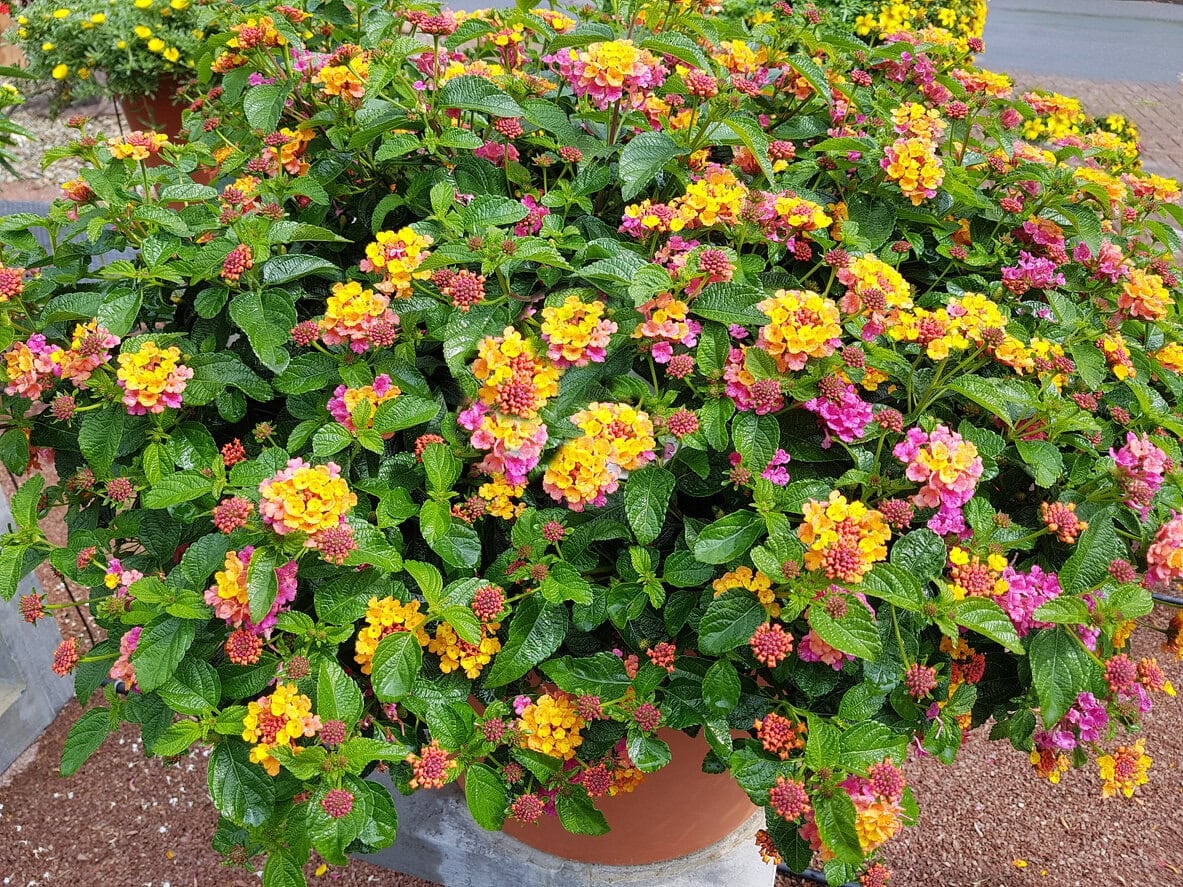 Lantana