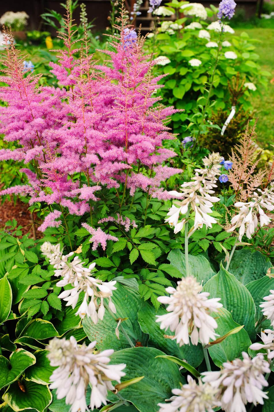 Astilbe and hostas