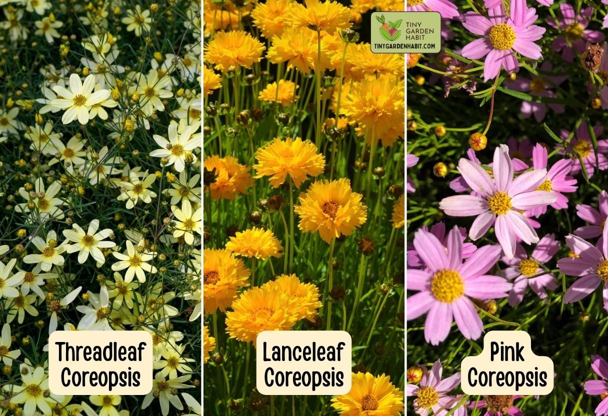 Coreopsis varieties