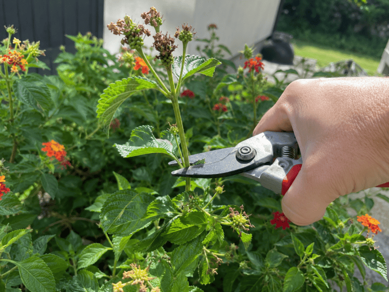 How to Keep Lantana Blooming All Summer: Heat-Proof Care Tips