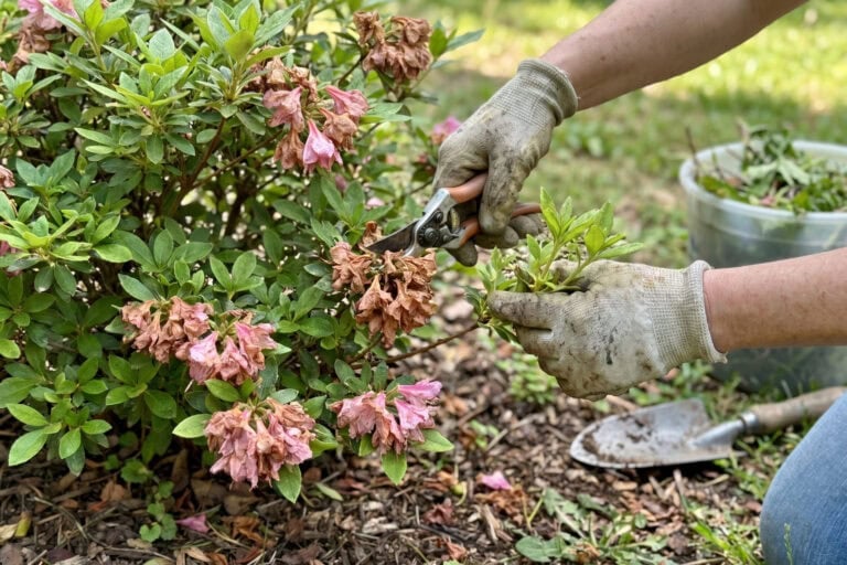 9 Spring Azalea Care Tips for Brighter Blooms