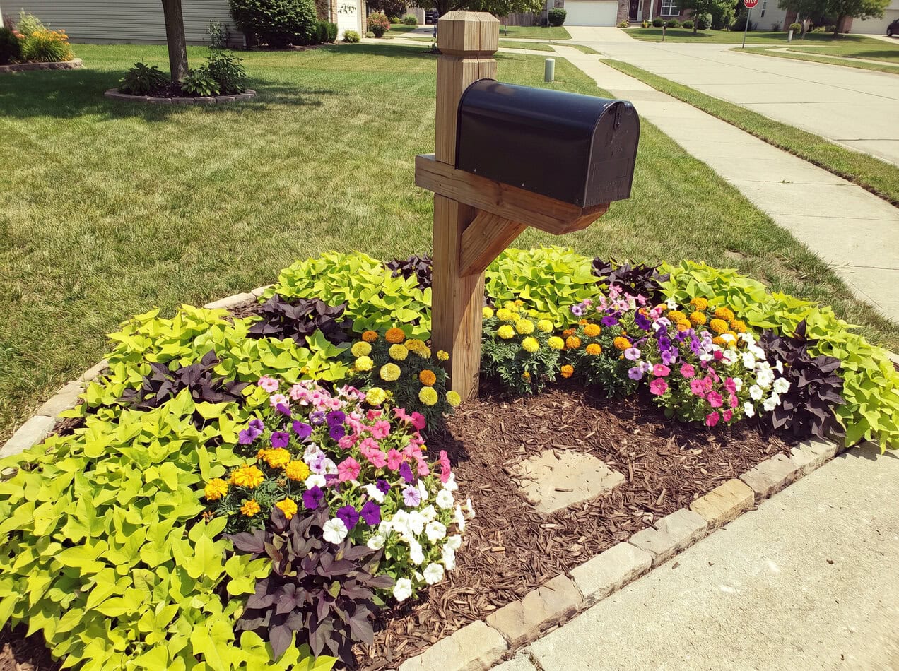 Dirt-Cheap Annual Blanket Combo (Sweet potato vine, petunias, and marigolds)