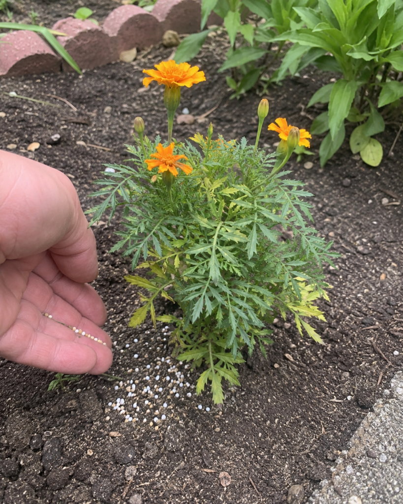 Fertilizing marigolds