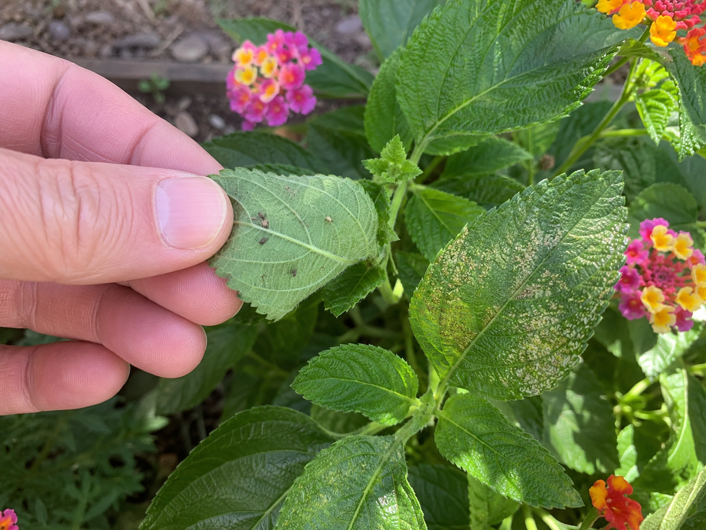 Lace bug infested lantana