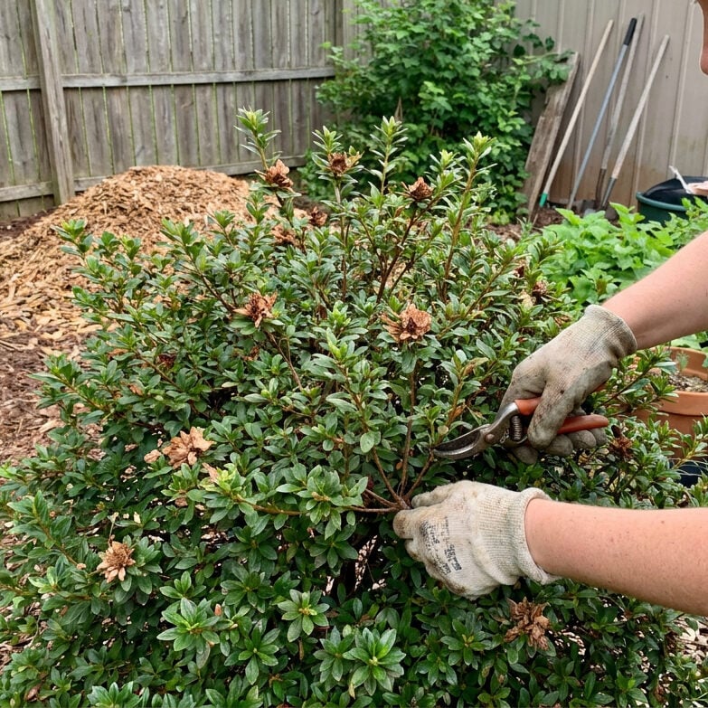Pruning Azalea