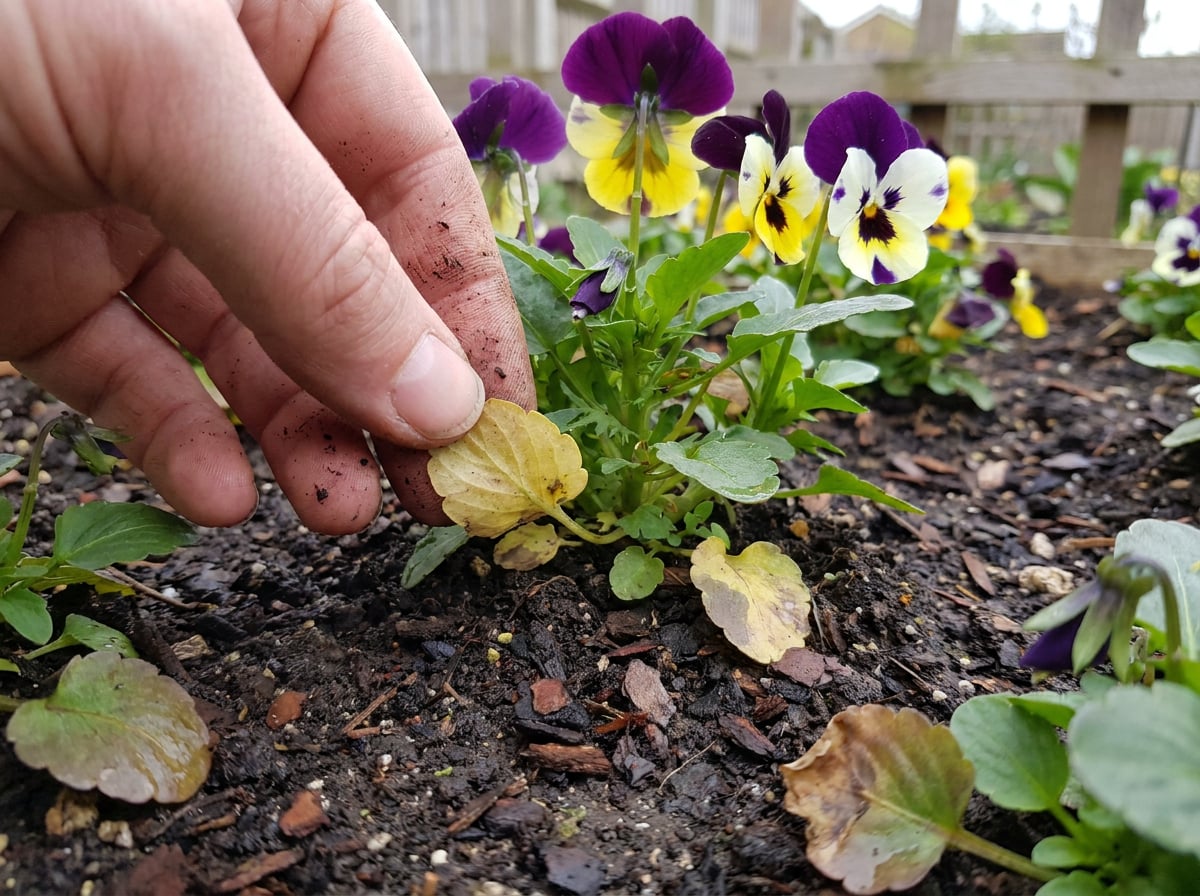 Removing yellow leaves