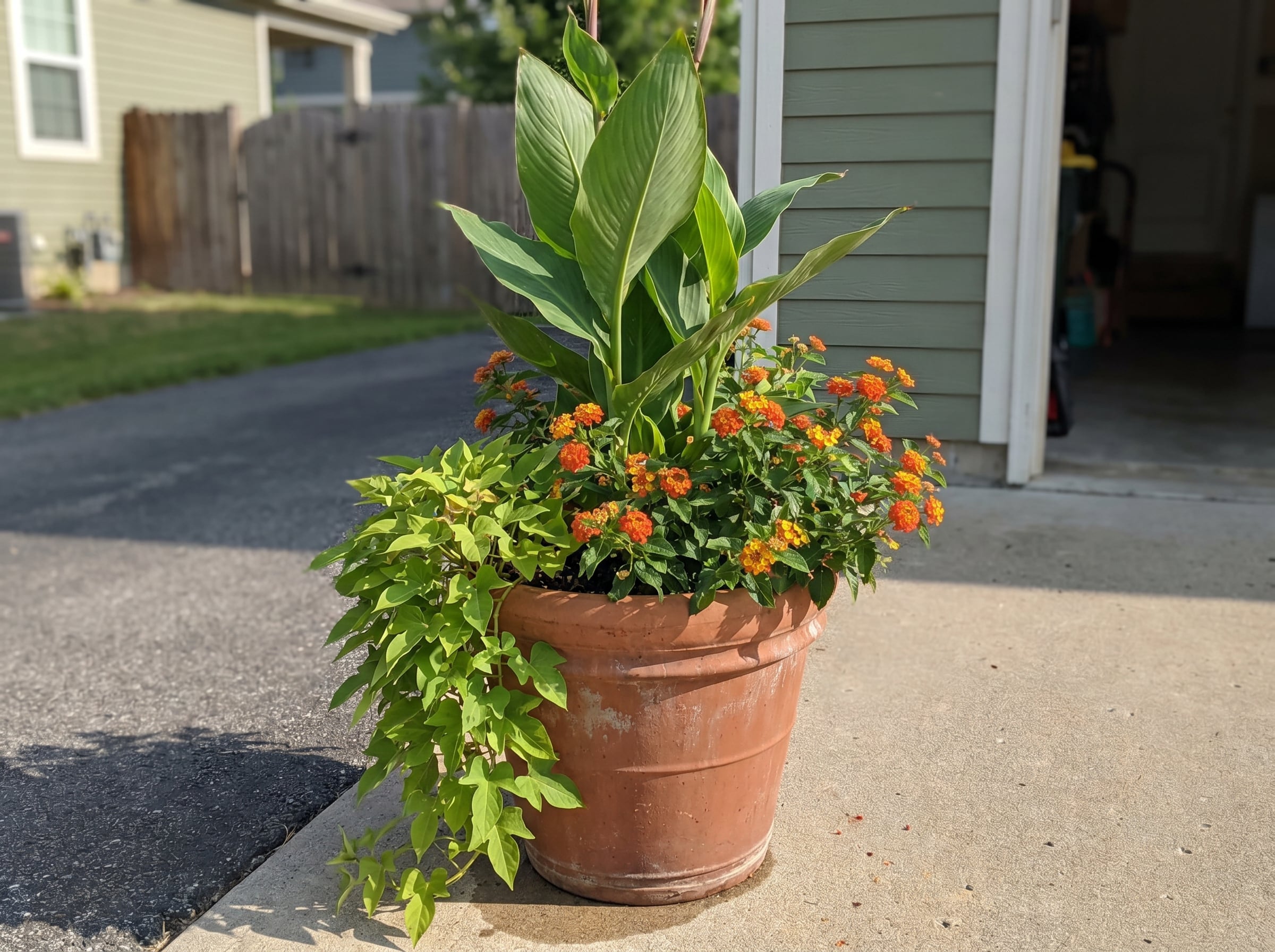 canna, lantana, and sweet potato vine