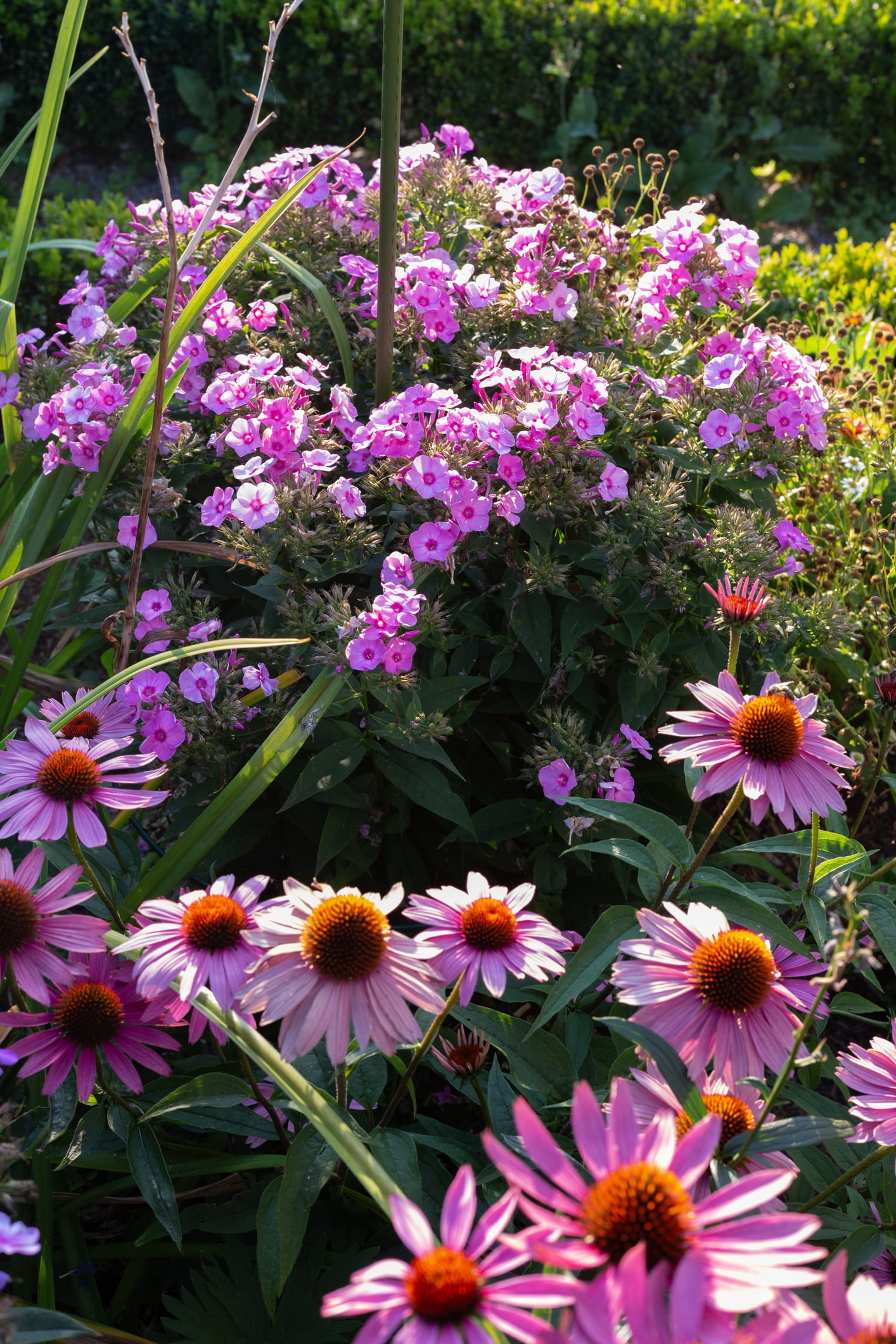 Cootage garden (coneflowers and garden phlox)