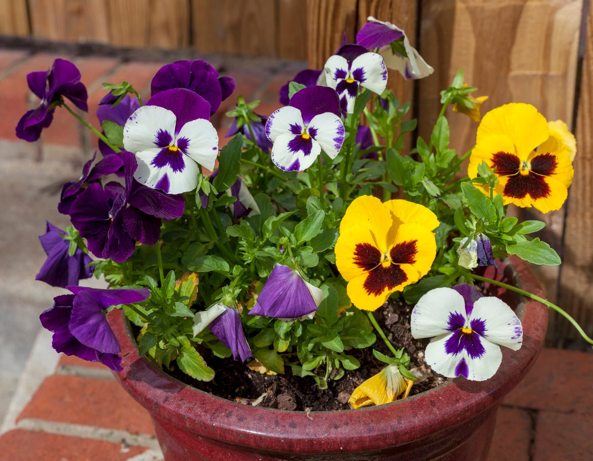 Potted pansies