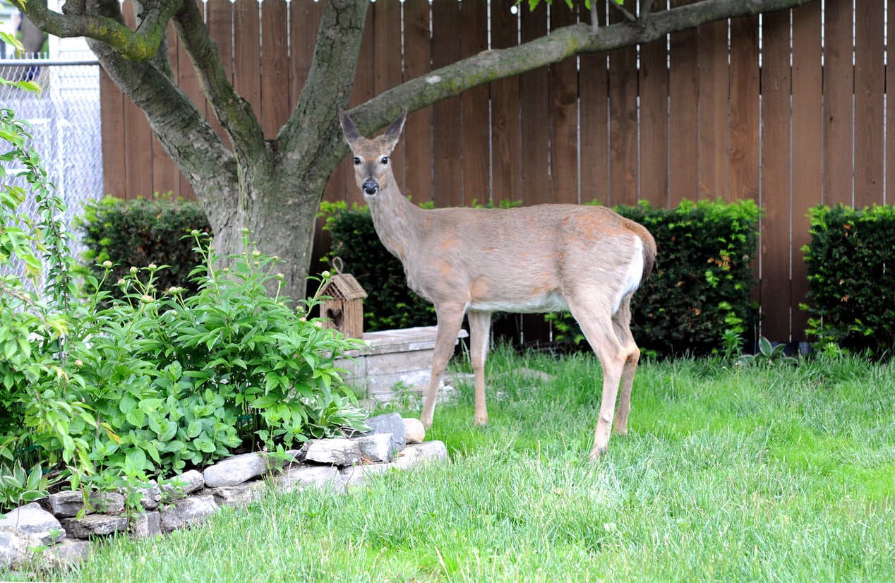 Deer about to eat flower in resident garden