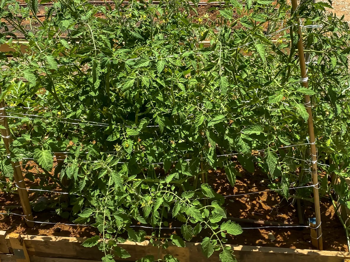 Florida weave tomatoes