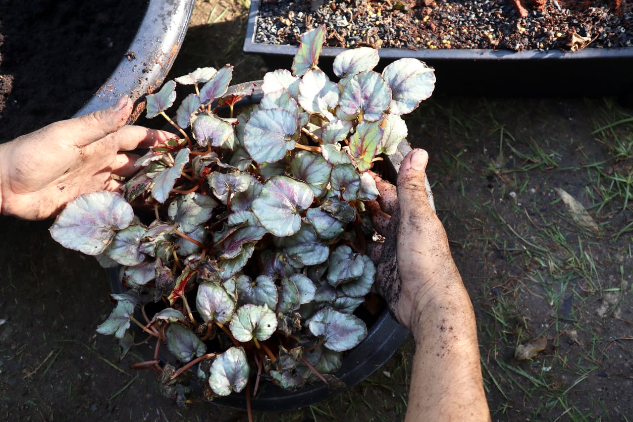 Soil preparation for begonia