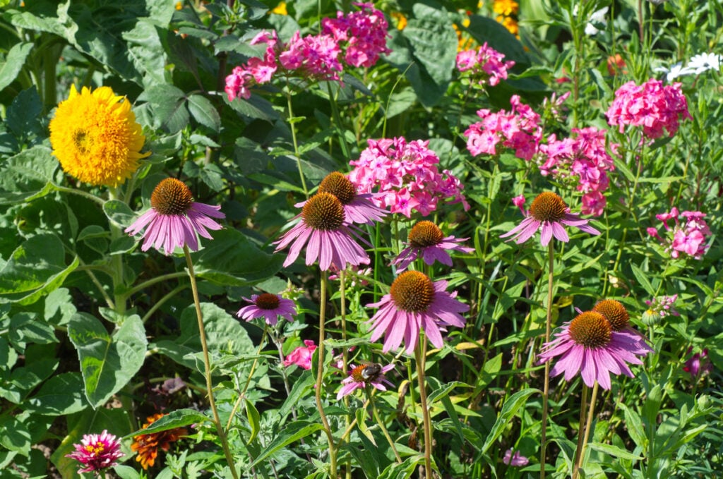 Summer flowerbed garden (Coneflower, sunflower and garden phlox)