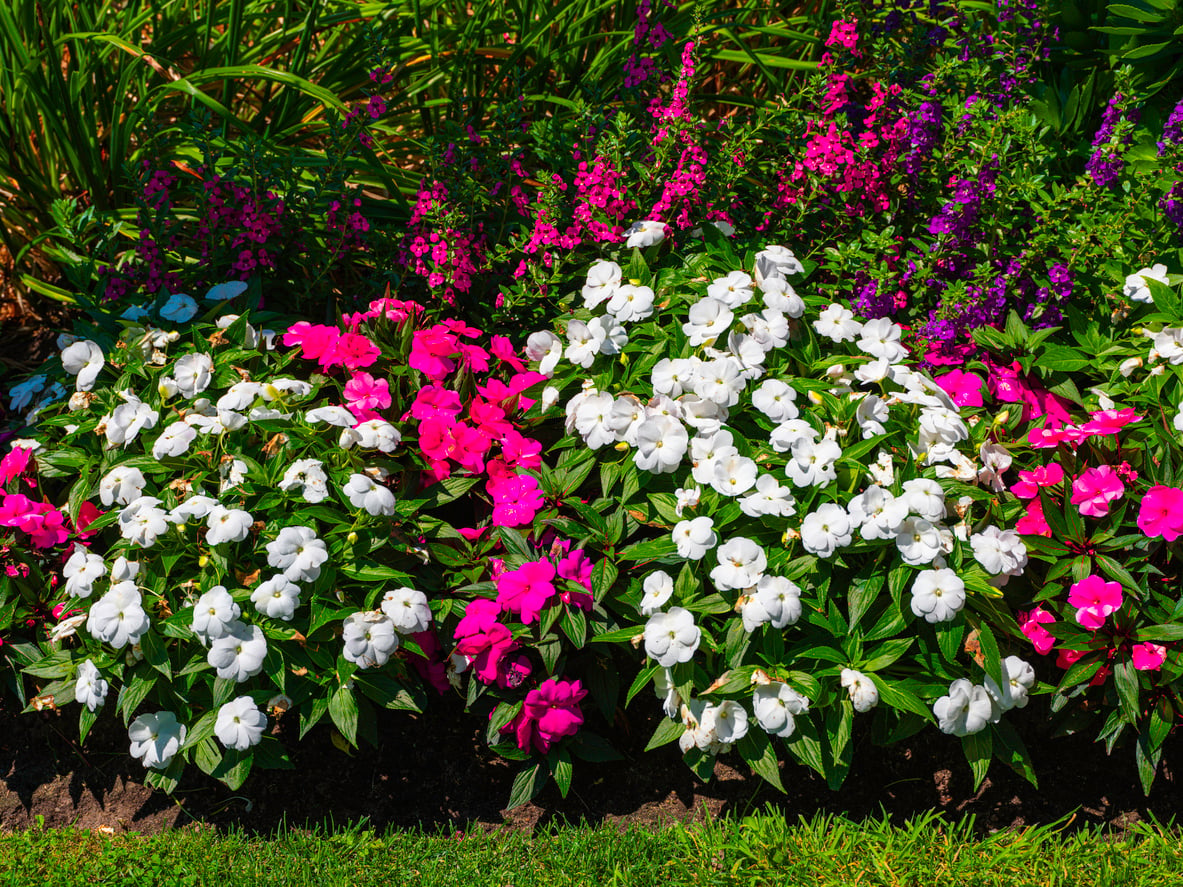 Pink, white and purple impatiens