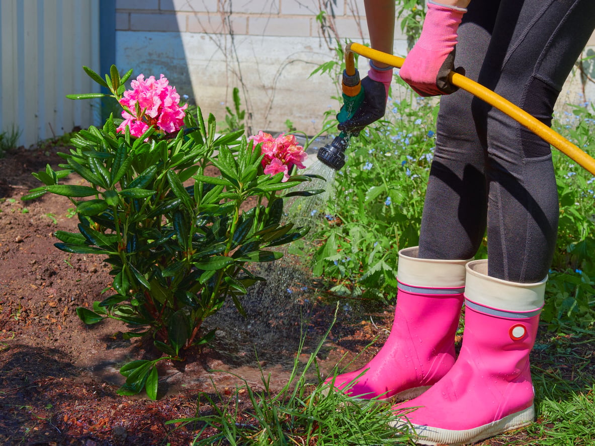 Watering rhododendron