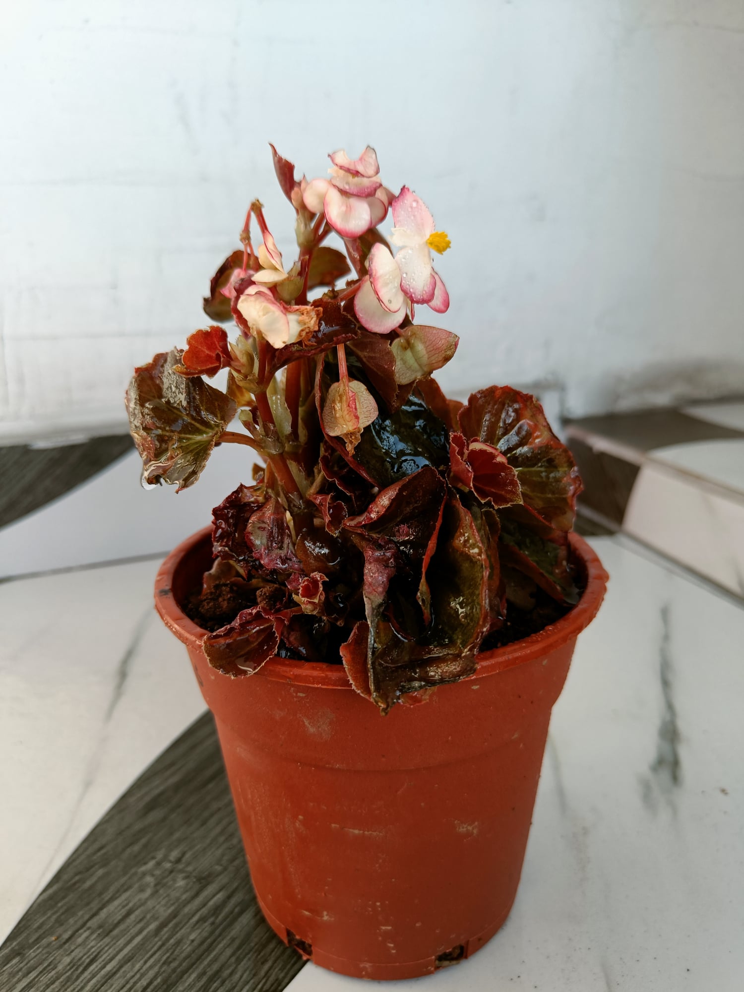 White begonia