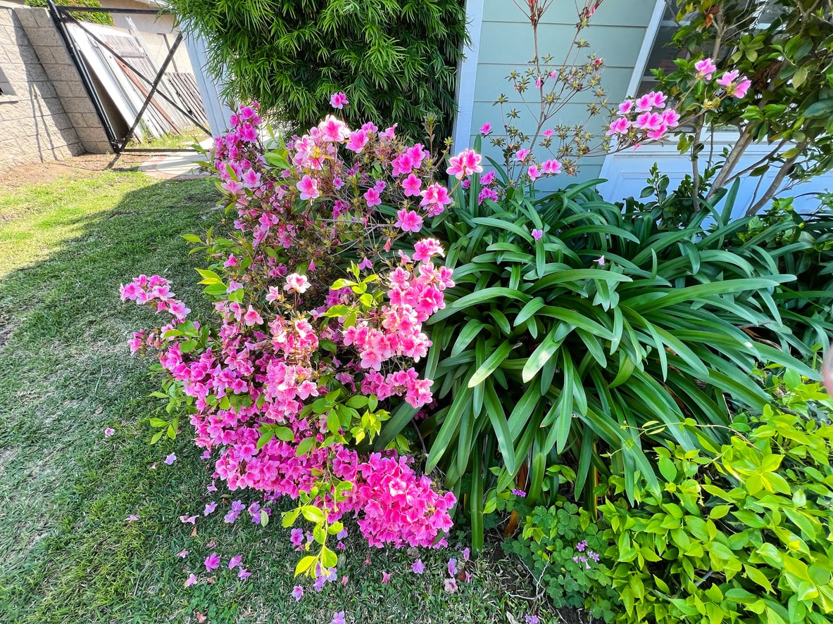 Azaleas garden
