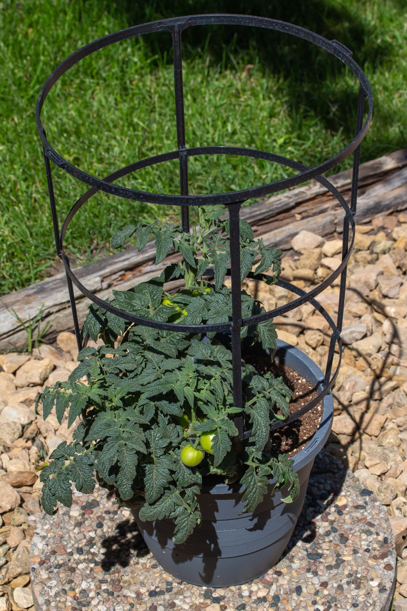 Container Tomato