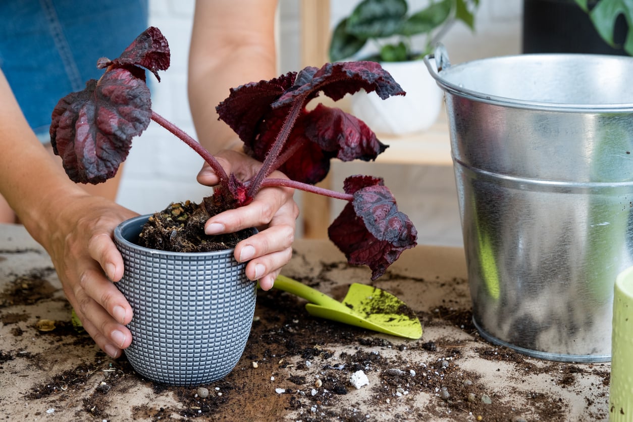 Transplanting begonia