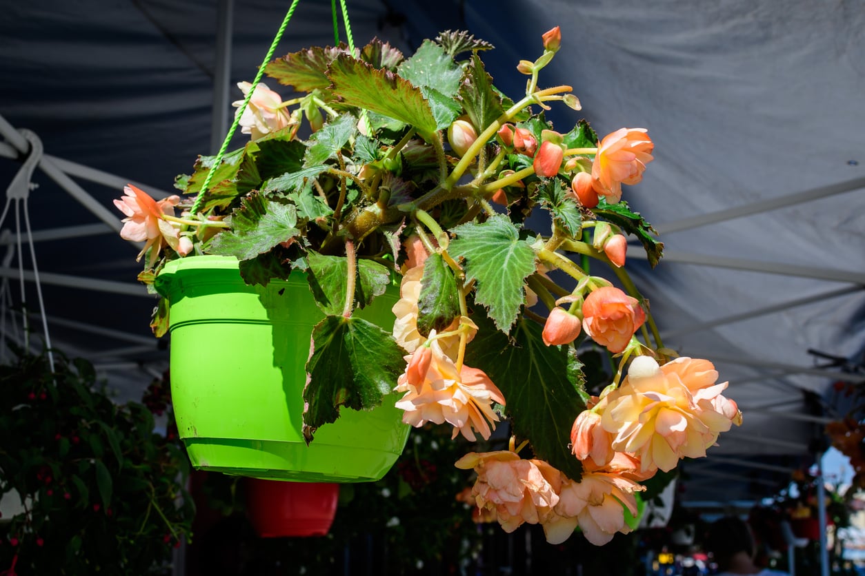 Orange begonia