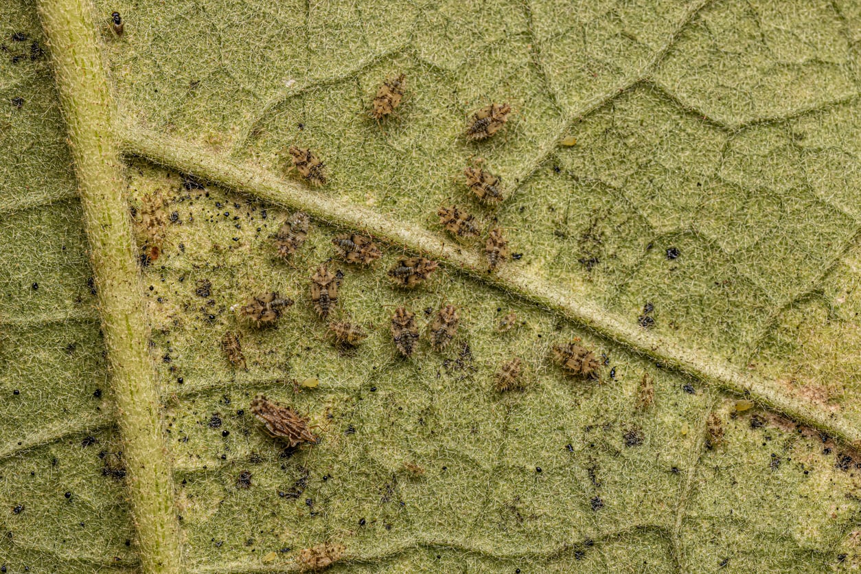 Small Lace Bug