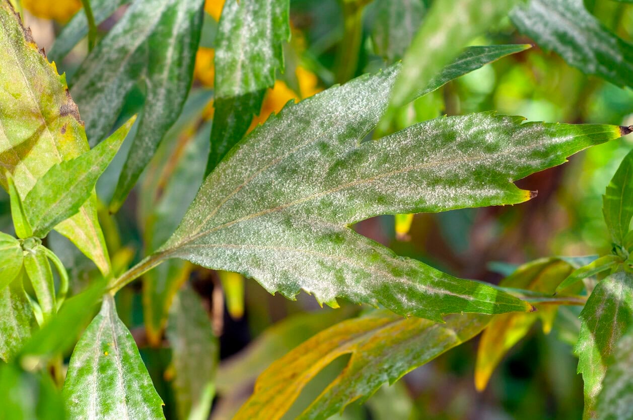 Rudbeckia with powdery mildew
