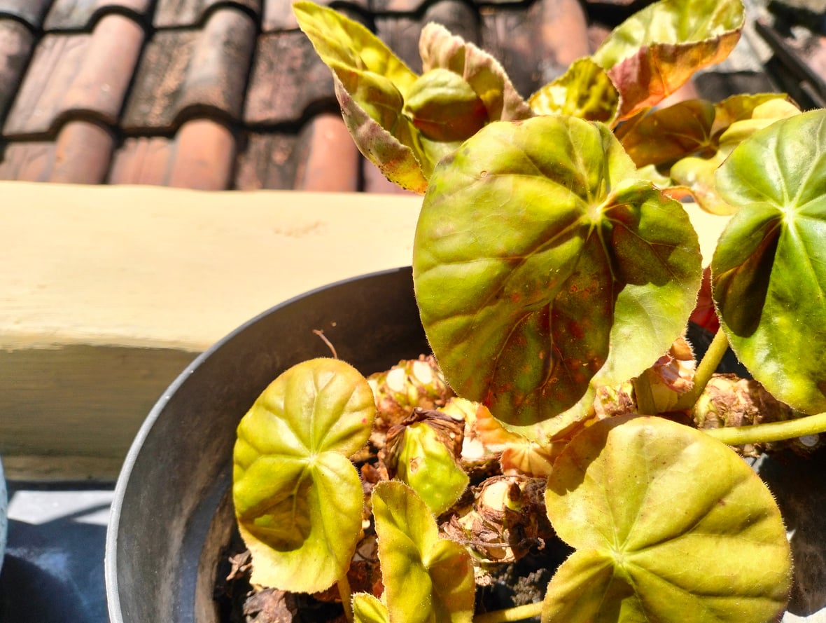 Begonia nelumbiifolia in full sun