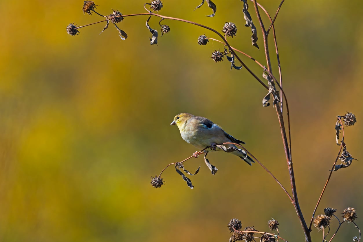 American Goldfinch on a Coreopsis Fall