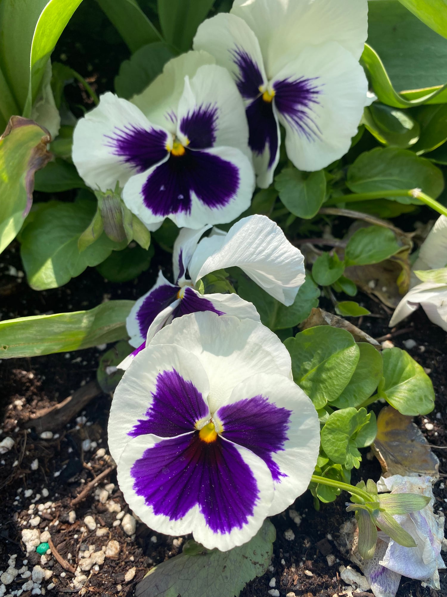 Purple and white pansy