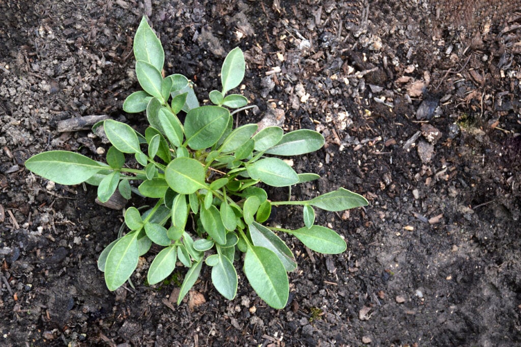 Spring form of Coreopsis flower plant