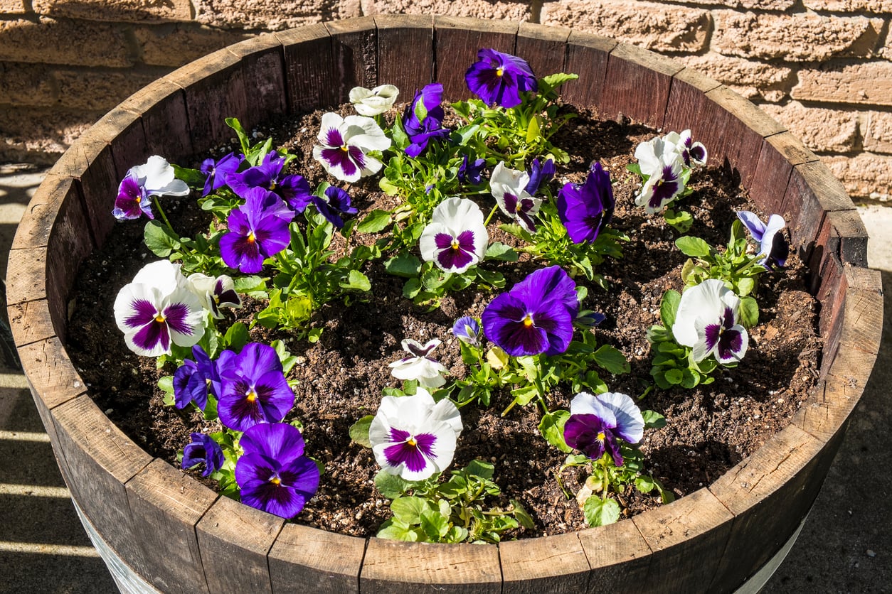 white and purple pansies