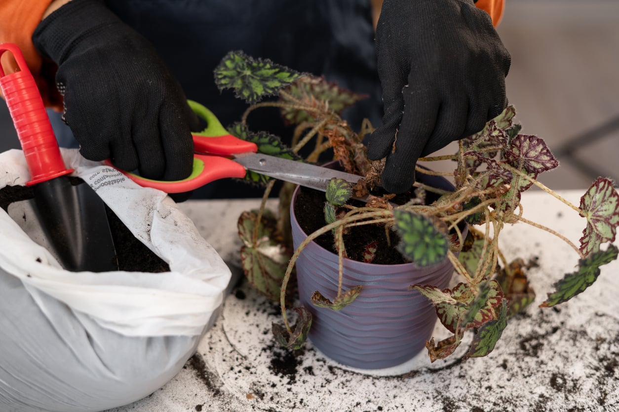Pruning begonia plant