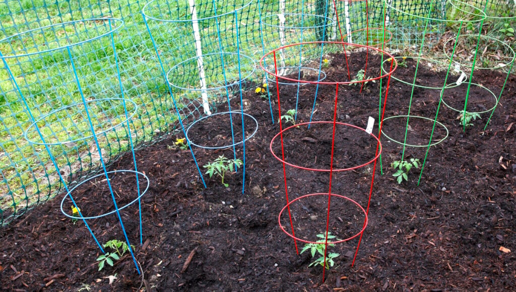 Tomato Cages