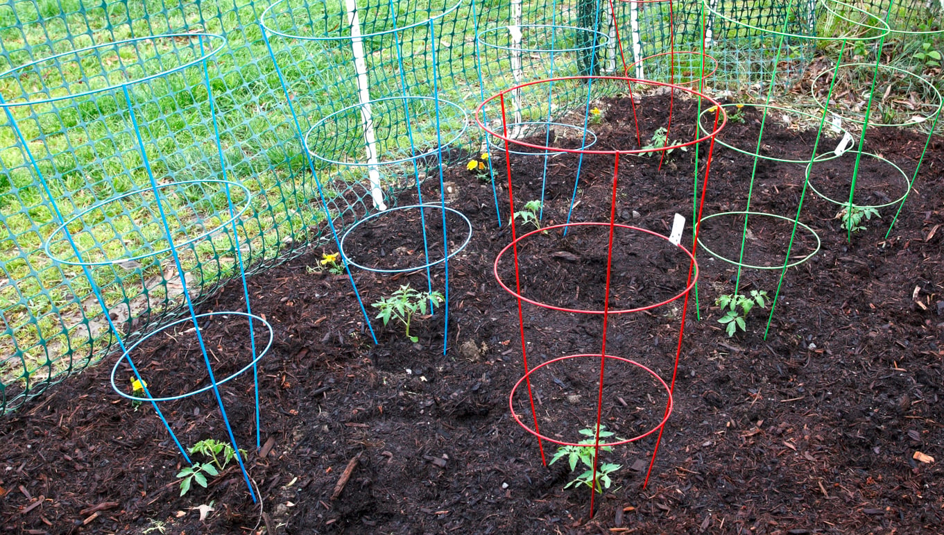 Tomato Cages
