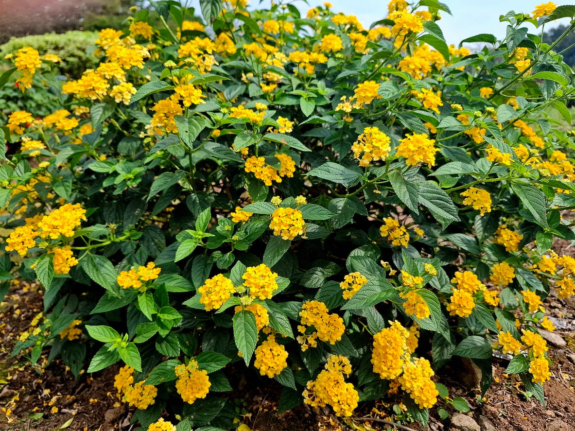 'New Gold' Lantana