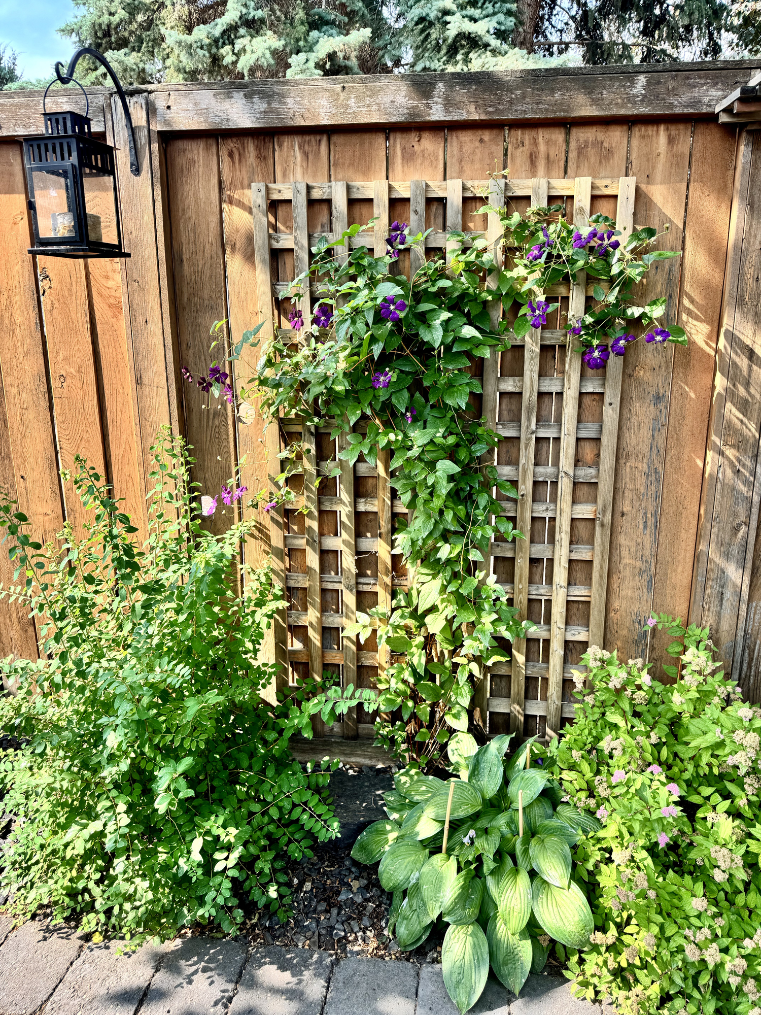 Clematis on Trellis and hostas in Garden