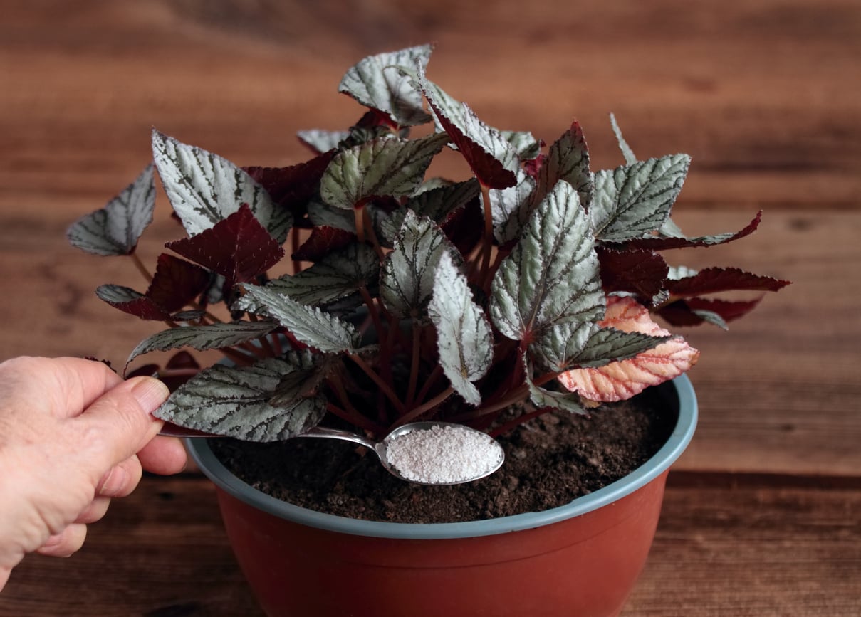 Fertilizing rex begonia with crushed eggshells