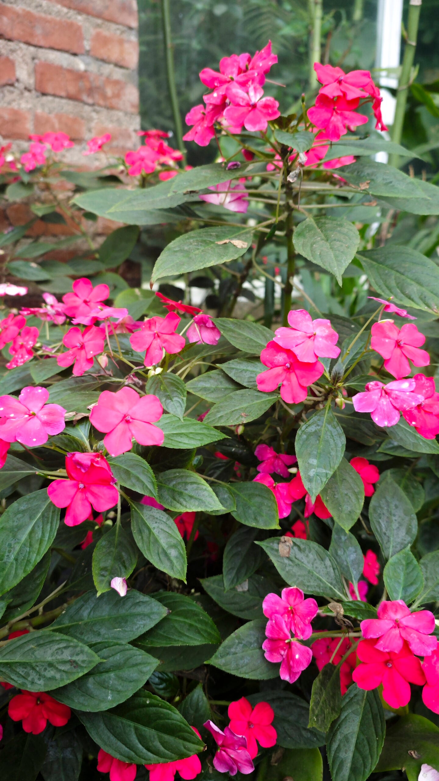 Bright Pink Impatiens Flowers