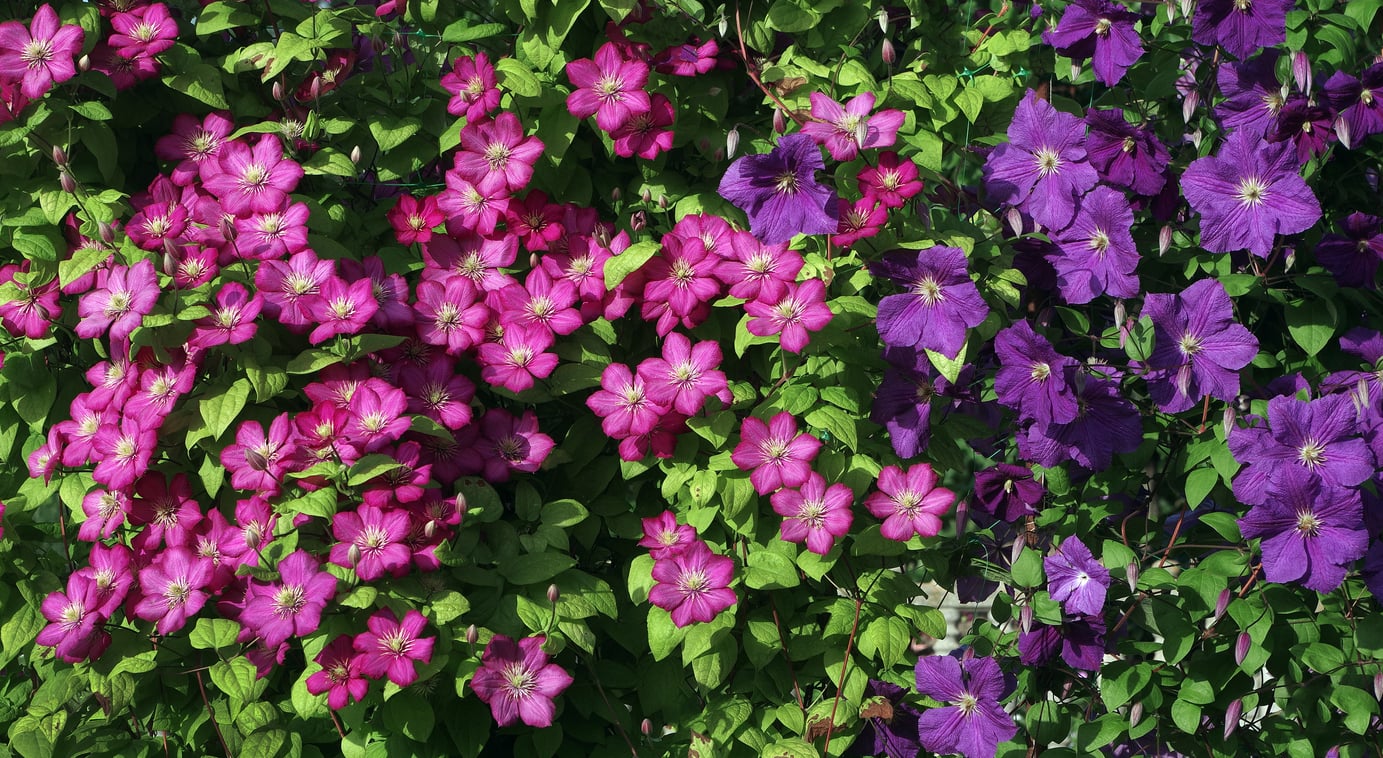 purple and pink clematis flower