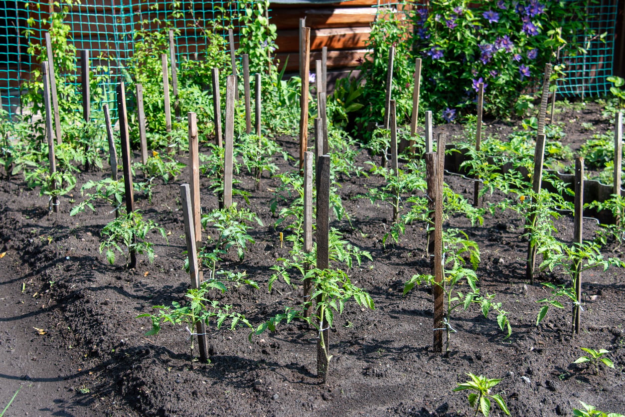 Simple Tomato Stake