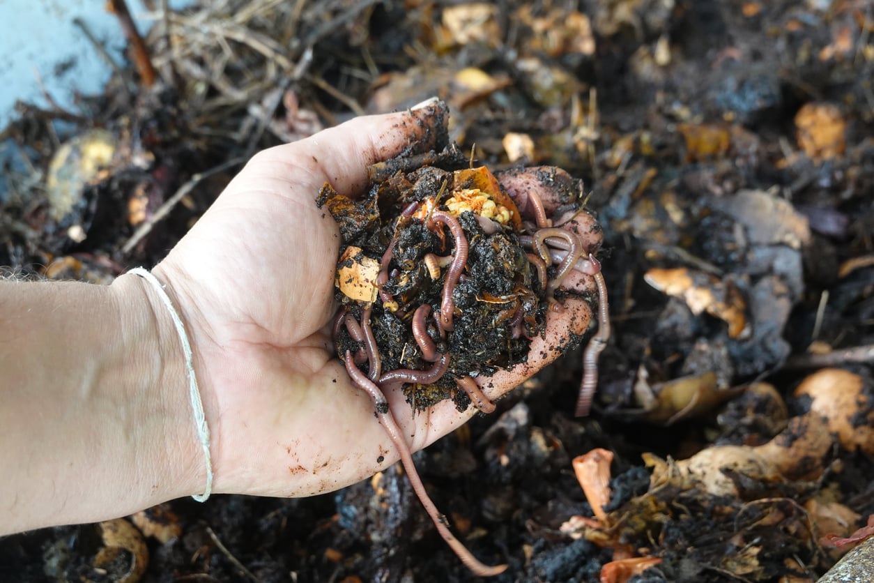 worm castings