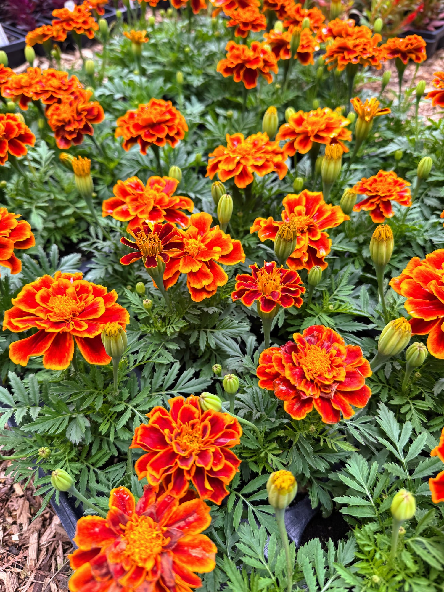 Marigolds