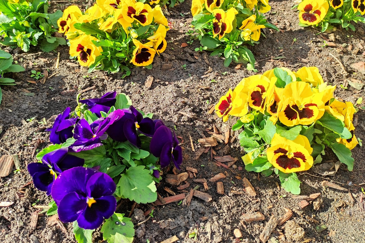 Pansies growing in ground