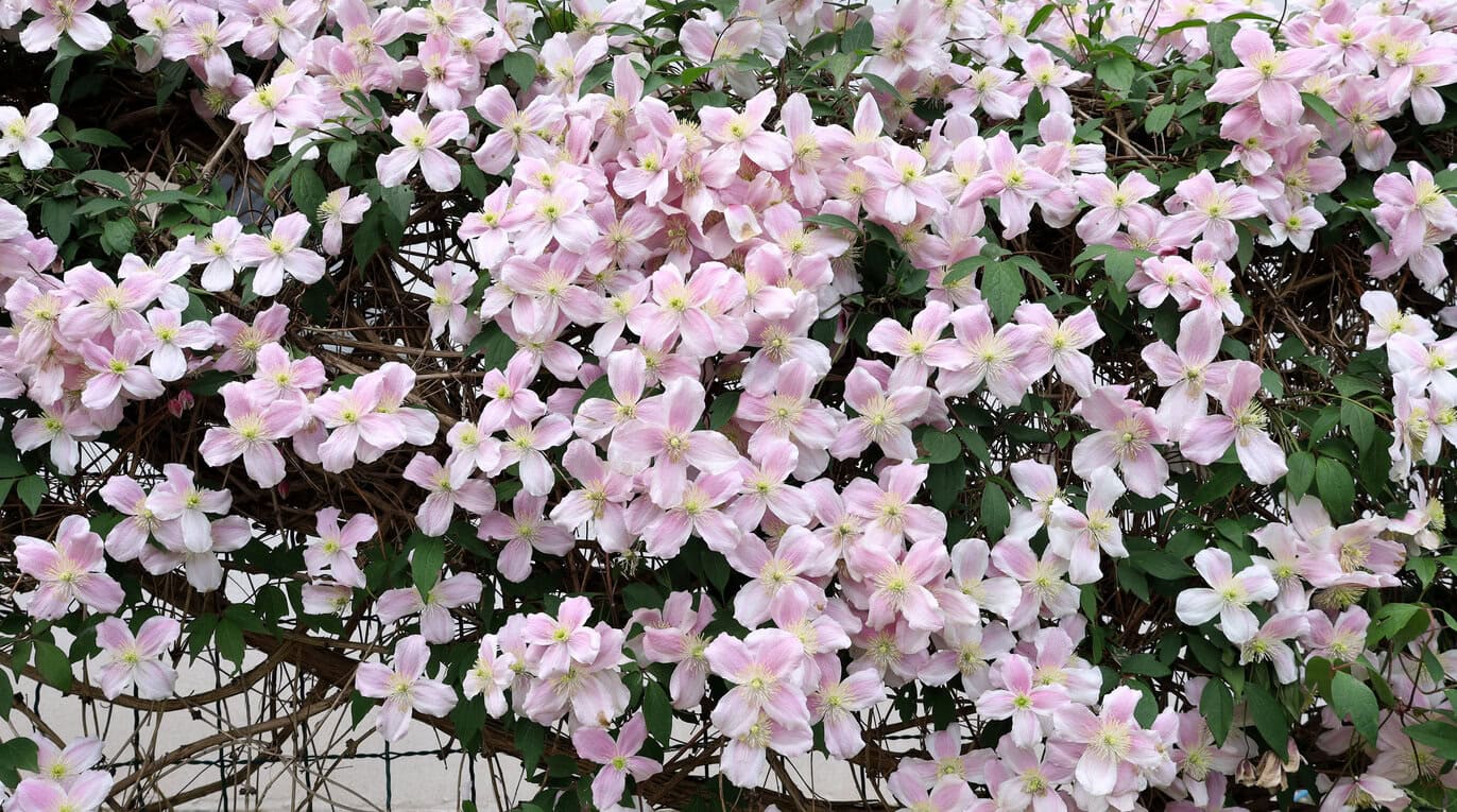 Clematis montana