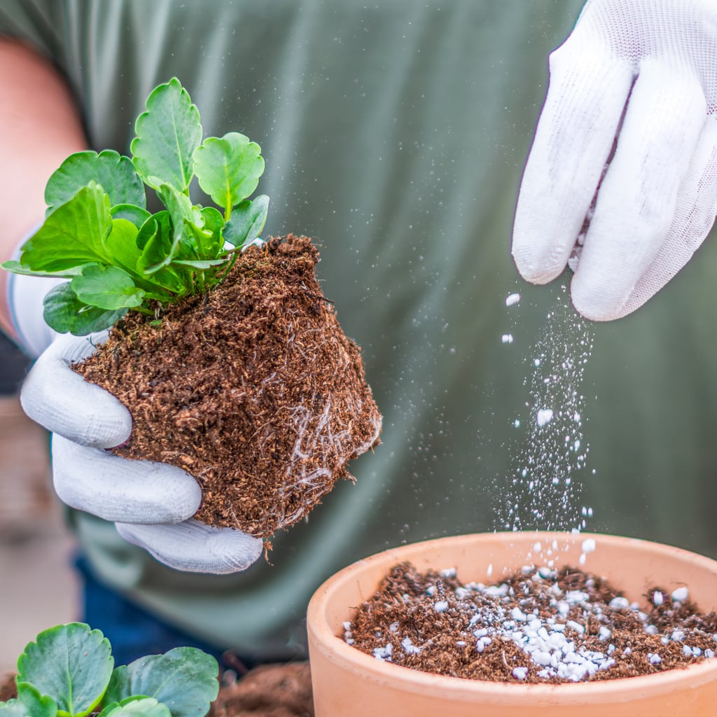 Pansy flower planting in terracotta pot with perlite and fertilizer in peat substrate