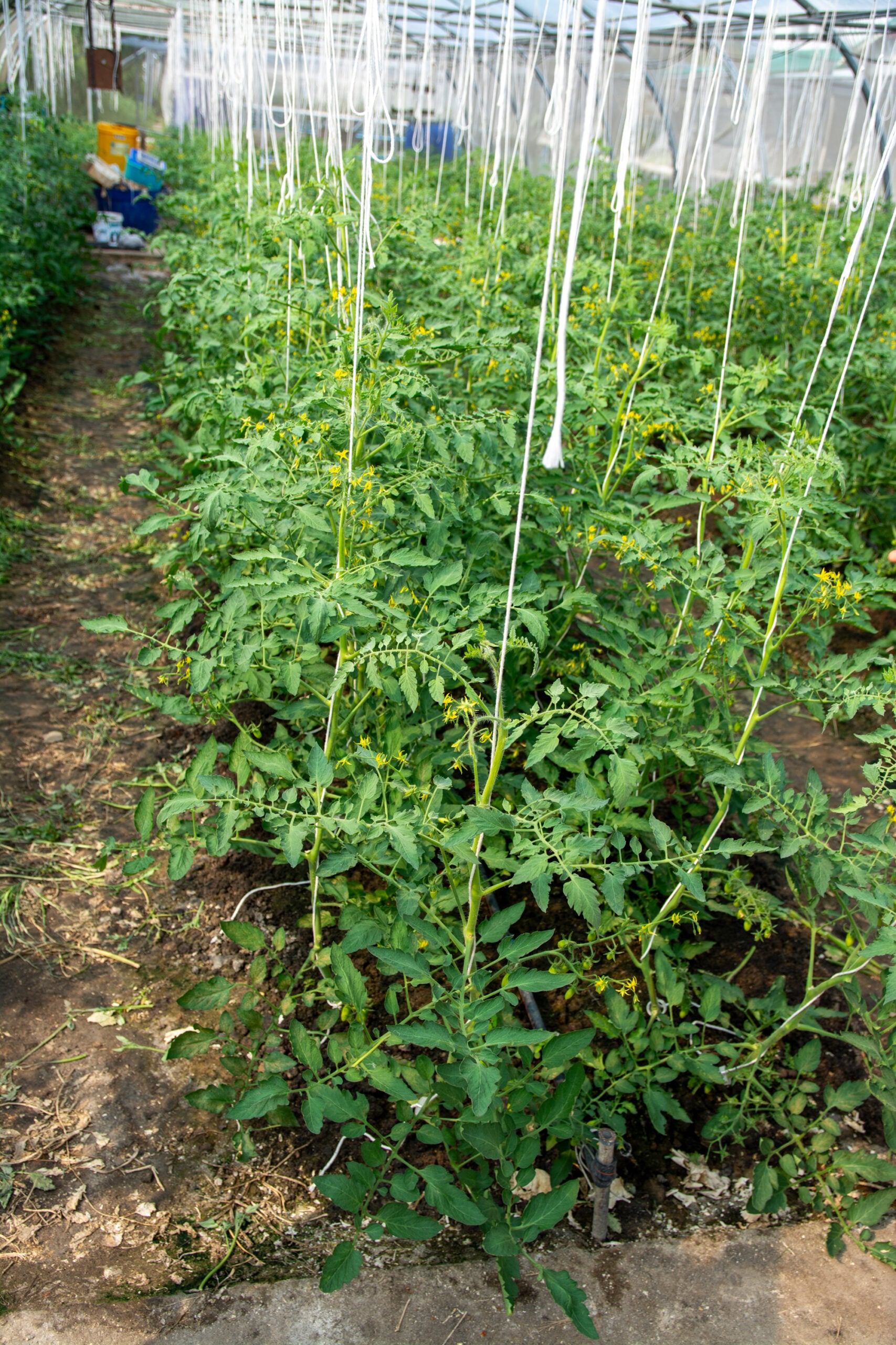 String trellis tomatoes