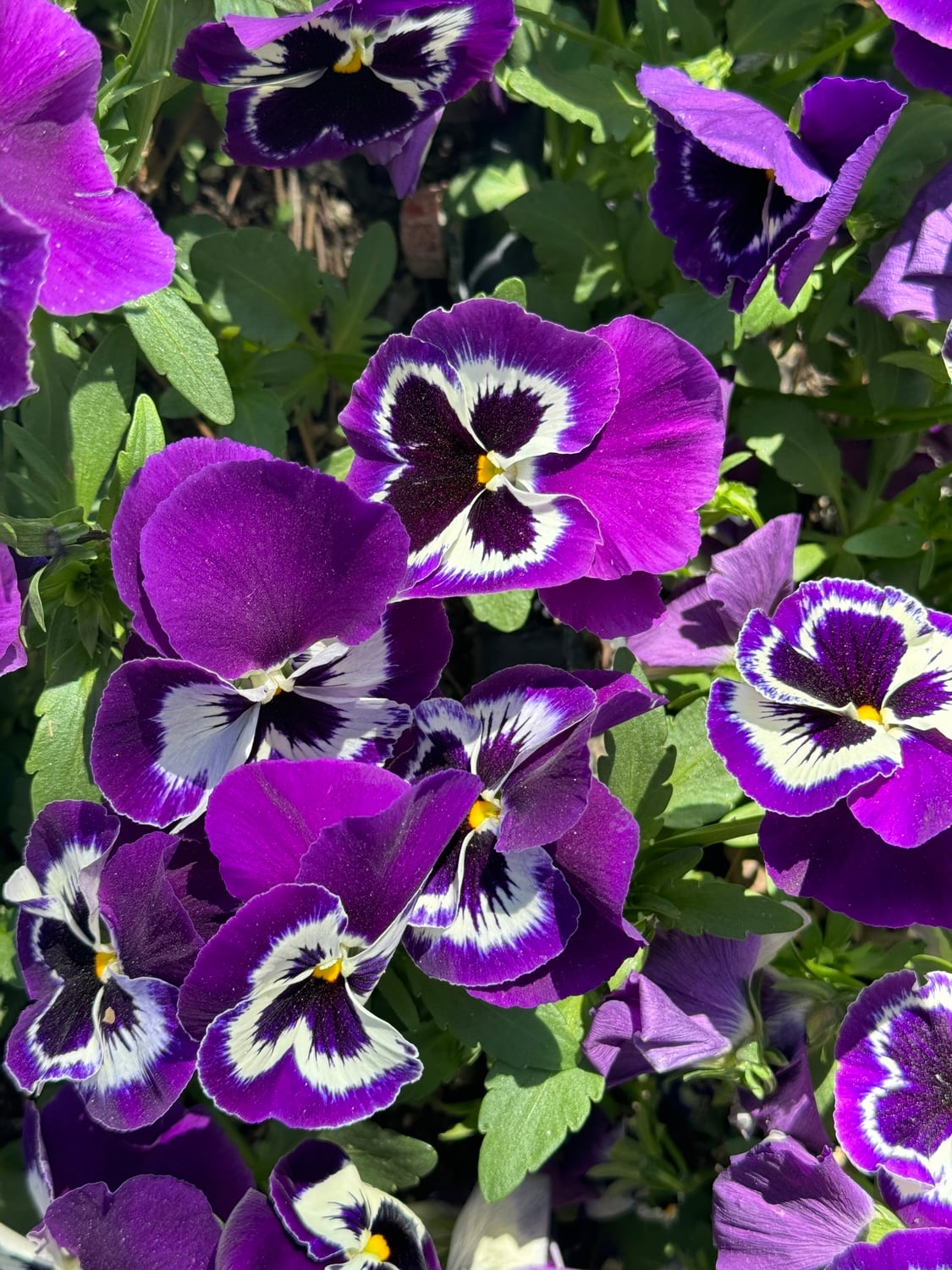 Pansies