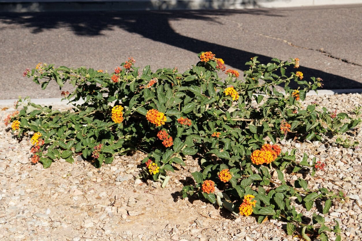 Golden lantana Camara