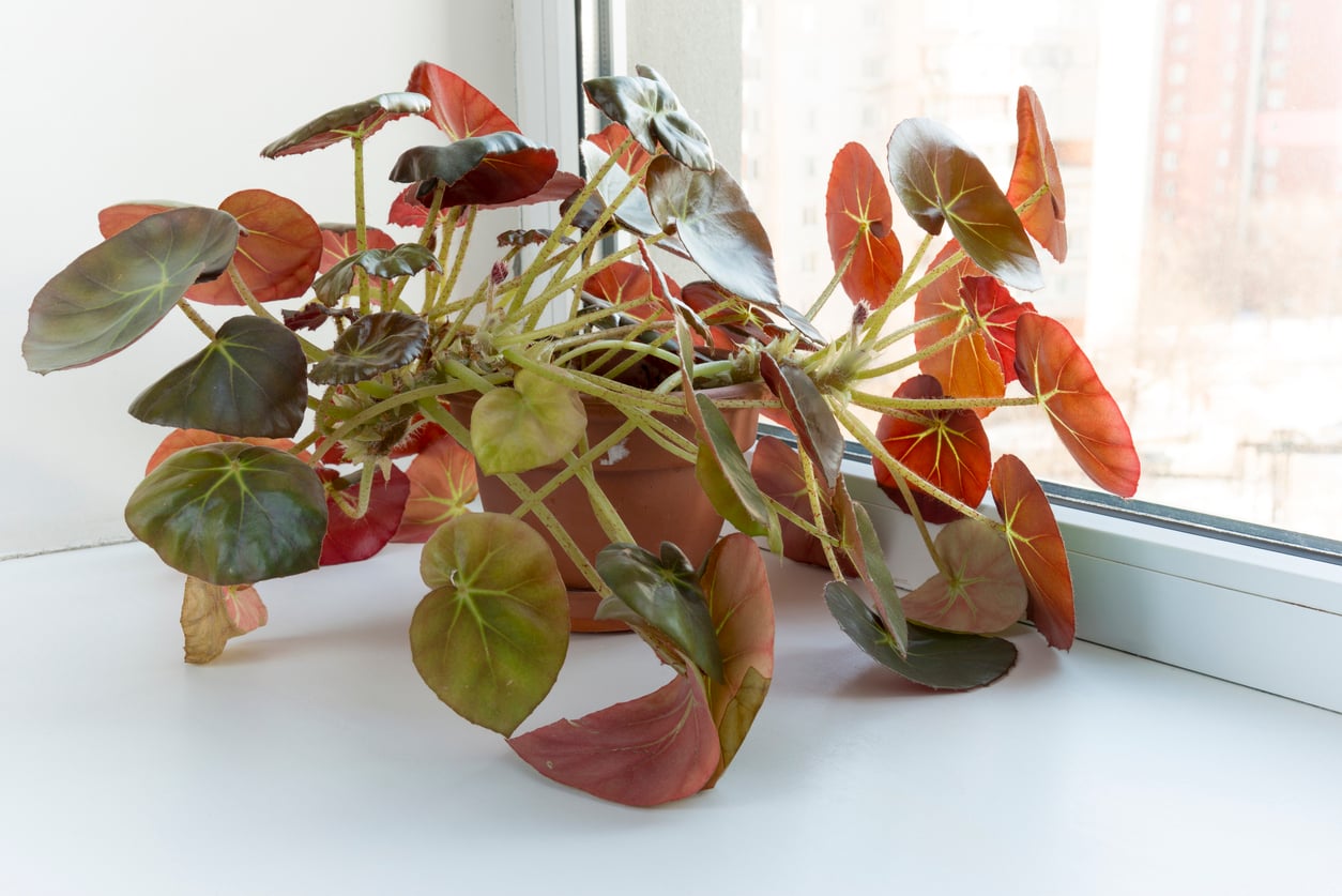 Begonia indoors