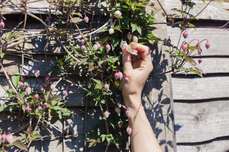 7 Spring Clematis Tips For Healthier Vines And More Flowers